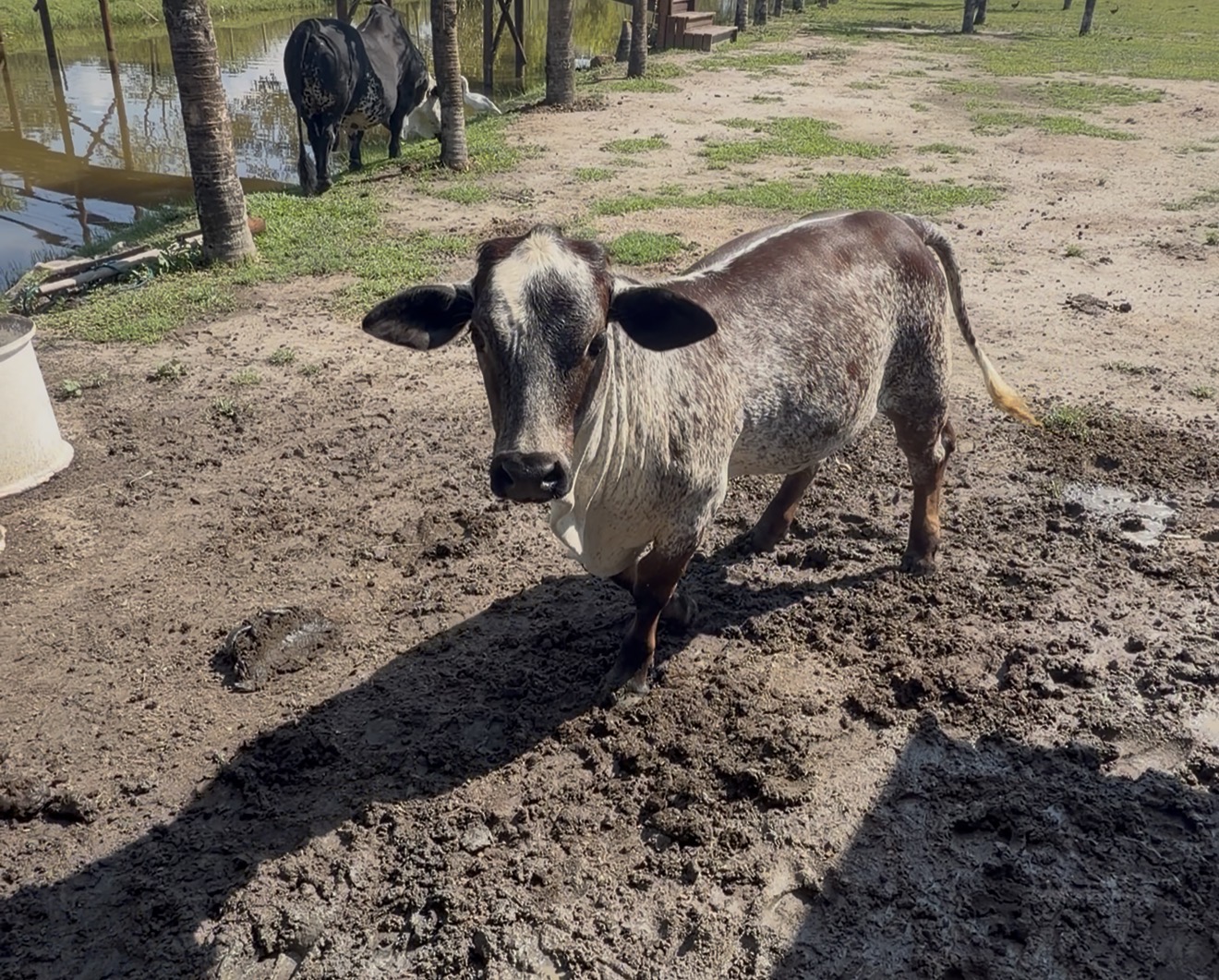 Fazendinha